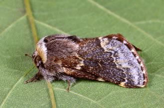 Melanargia galathea