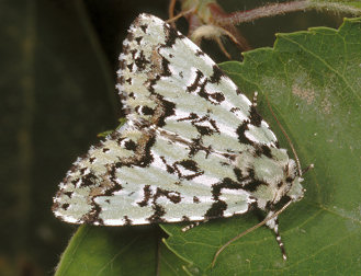 Moma alpium - Lepidottero mimetico
