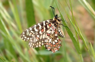 Leptotes pirithous