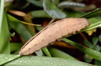 Hipparchia fagi