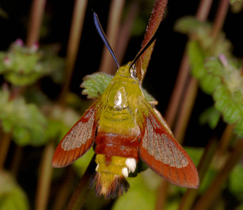 Hemaris fuciformis