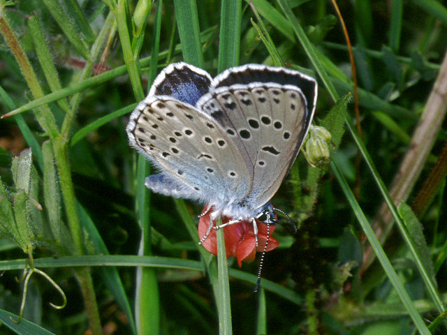 Satyrium spini, un licenide mirmecofilo