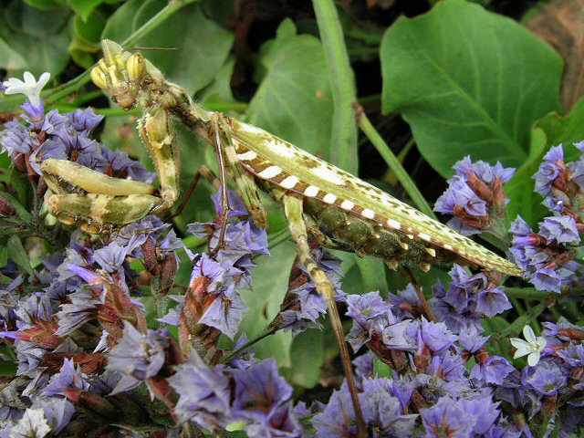Un pasto delizioso - Mantis religiosa (e Ameles decolor)