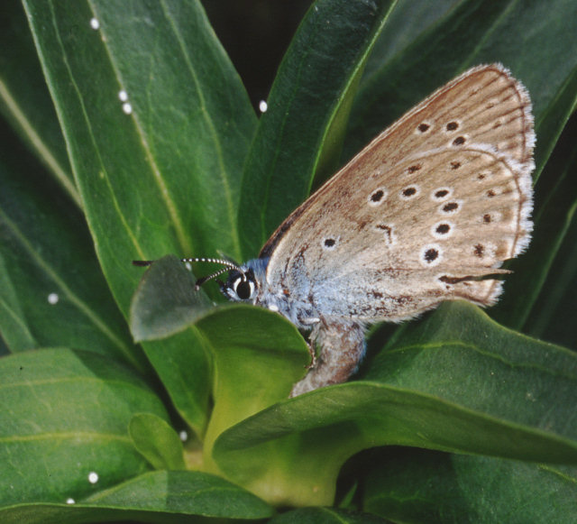 Satyrium spini, un licenide mirmecofilo