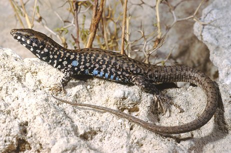 Podarcis muralis