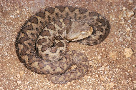 Altri serpenti italiani