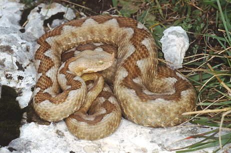 Altri serpenti italiani