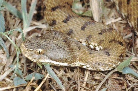Vipera aspis