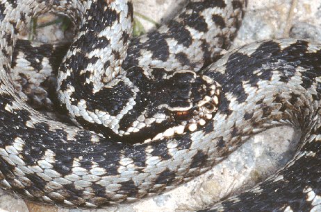 Vipera aspis