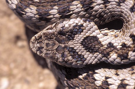 Vipera aspis