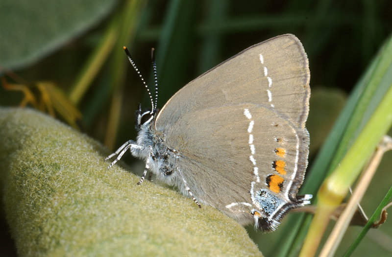 Satyrium spini, un licenide mirmecofilo