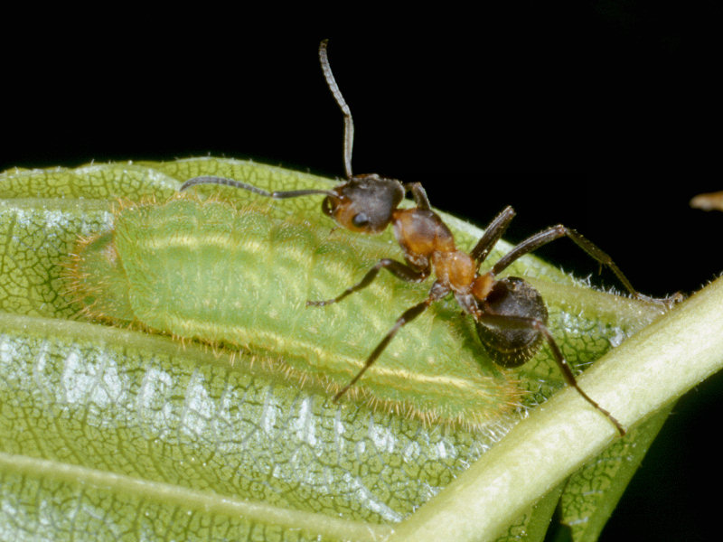 Satyrium spini, un licenide mirmecofilo