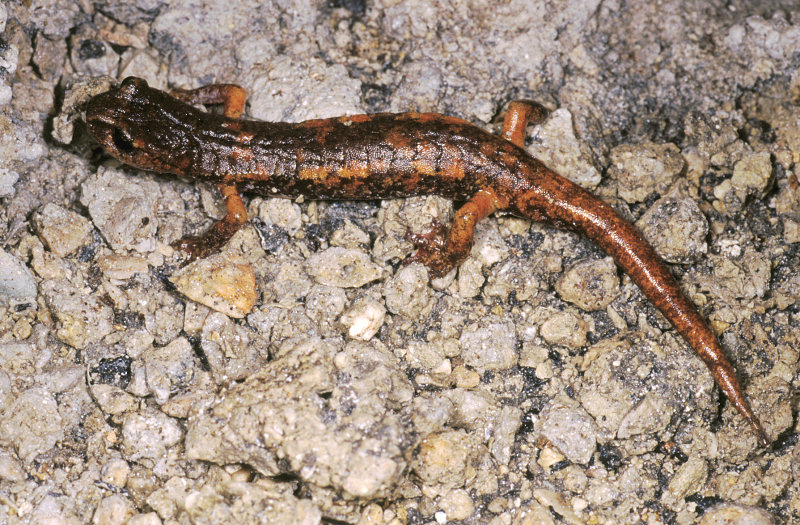 il Geotritone italiano - Hydromantes italicus