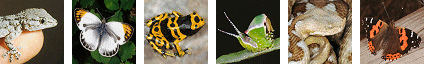 Cacyreus marshalli