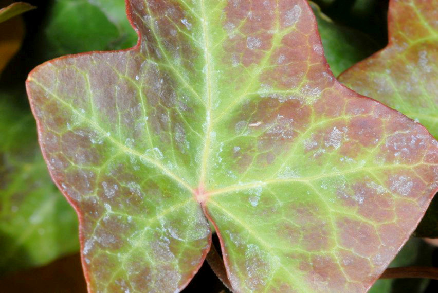 Primi scatti con il NIKON  Kit flash SB-R1C1 SBR1C1