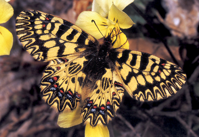 Zerynthia polyxena