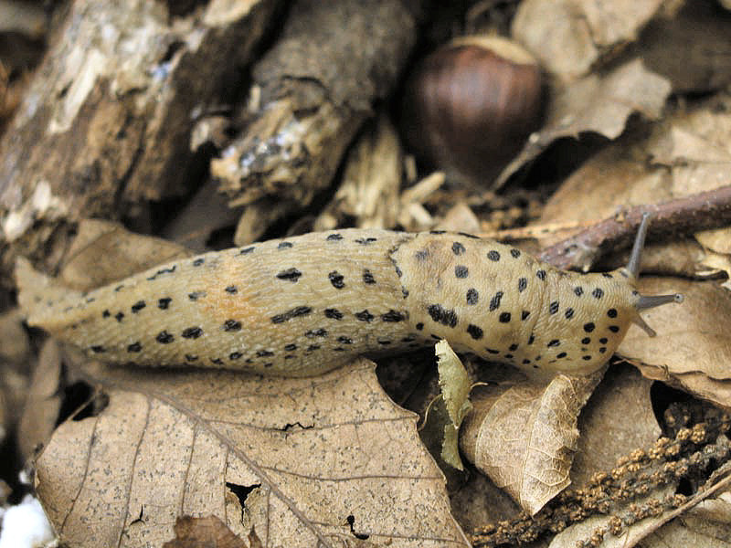 Limax maximus della provincia di Genova