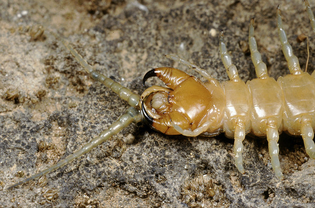 Julida sp.,  Polydesmus sp. e Scolopendra cingulata)