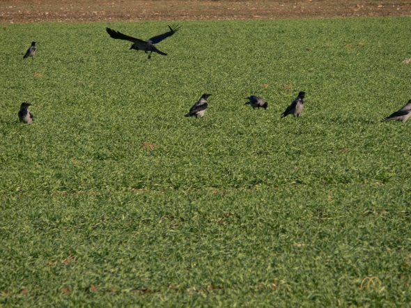 Cornacchia grigia atterra Corvus corone cornix