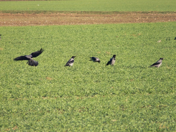 Cornacchia grigia atterra Corvus corone cornix