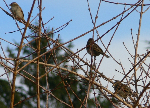 Passero domestico-Passer domesticus