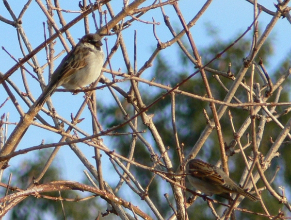 Passero domestico-Passer domesticus