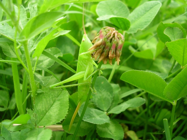 cavallettona: Ruspolia nitidula