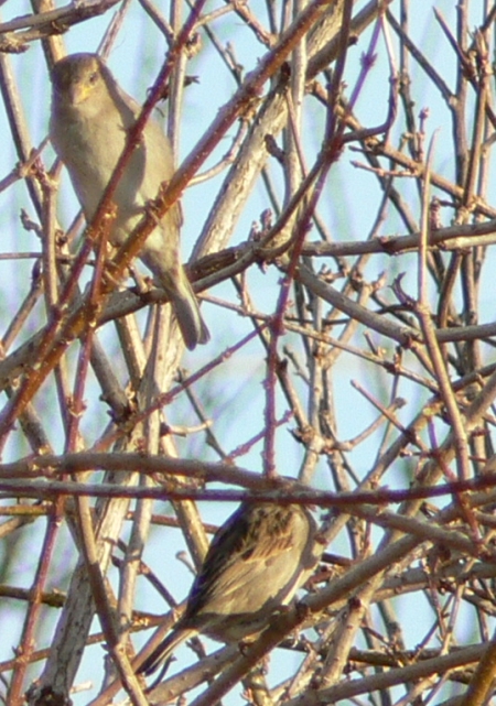 Passero domestico-Passer domesticus
