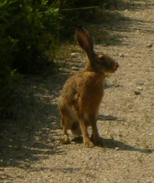 lepre comune - Lepus europaeus