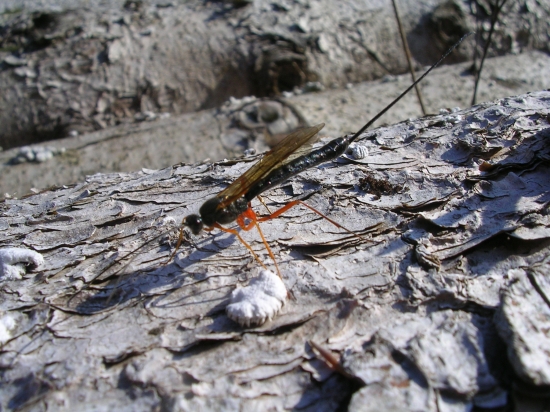Rhyssa persuasoria