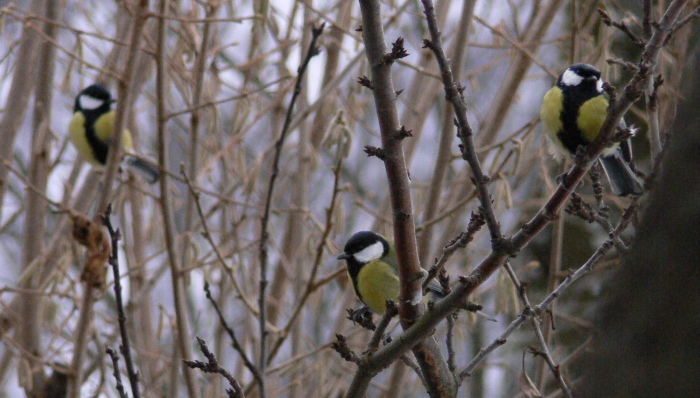Parus major (Cinciallegra)