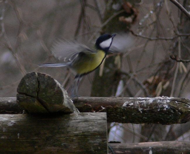 Parus major (Cinciallegra)