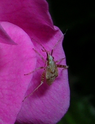 insetto e rosa