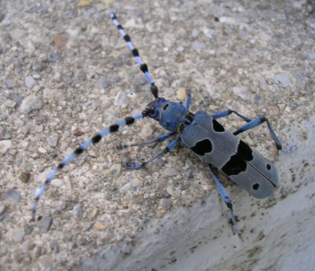 Rosalia alpina, Leptura maculata e Deilephila porcellus