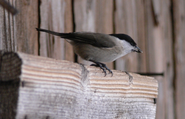 Cincia bigia - Poecile palustris