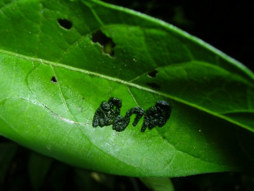 Escremento di lumaca e larva di Dichochrysa sp.