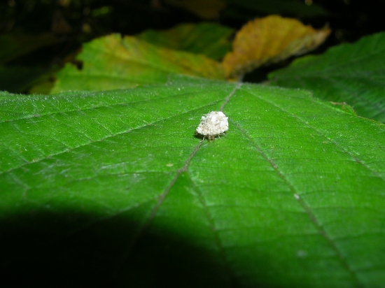 Escremento di lumaca e larva di Dichochrysa sp.