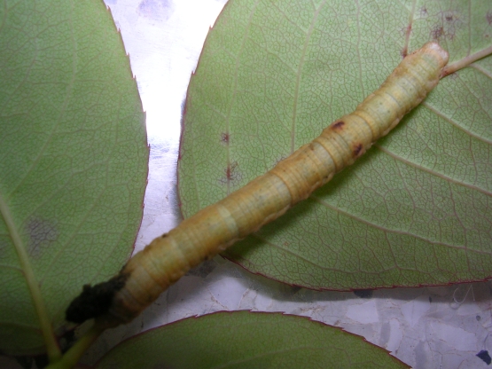 bruco di Geometridae