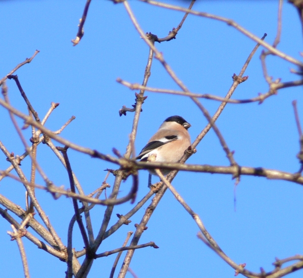 Ciuffolotto femmina Pyrrhula pyrrhula