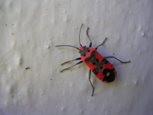 Lygaeus equestris