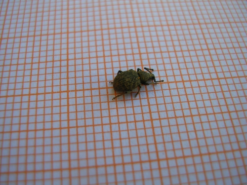 Peritelus senex