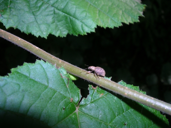 Trachysoma alpinus