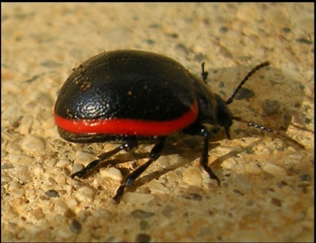 Chrysolina sanguinolenta. No, C. rossia