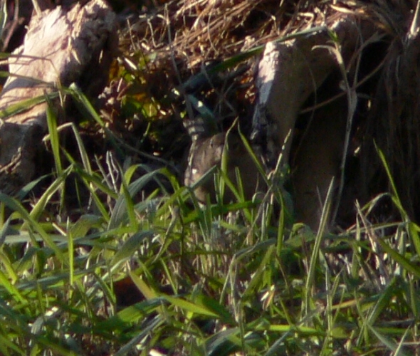 Fringuella fimmena (Fringilla coelebs)
