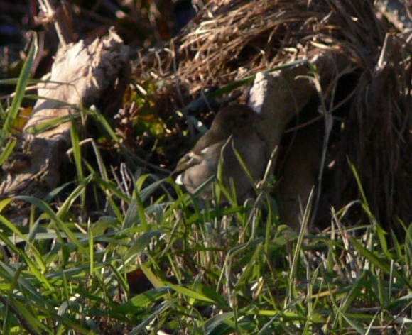 Fringuella fimmena (Fringilla coelebs)