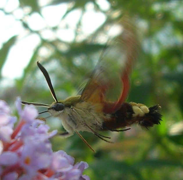 Hemaris fuciformis