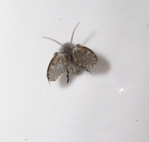 Psychoda sp.