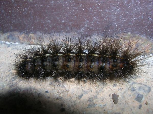 Bruco di arctiidae (Spilosoma sp.)