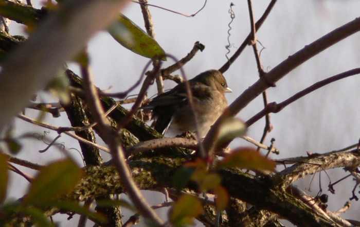 Fringuella fimmena (Fringilla coelebs)