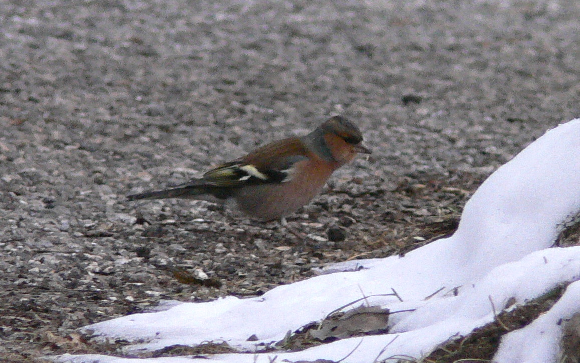 Fringuello maschio (Fringilla coelebs)